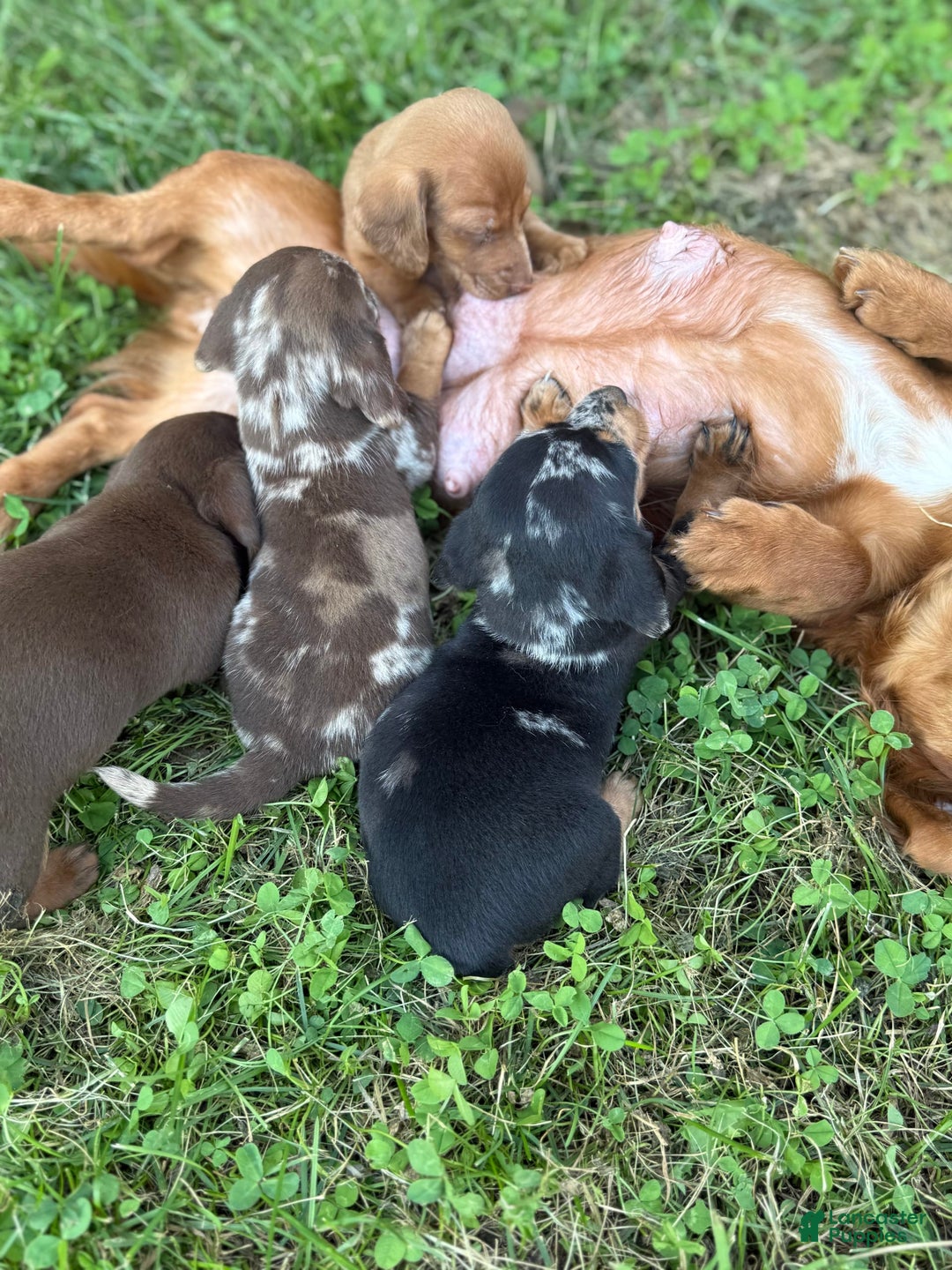 Miniature Dachshund dogs for sale: Maximus - Image 2