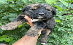 Bernedoodle dogs for sale: 💚 Kiwi Splash - Image 1