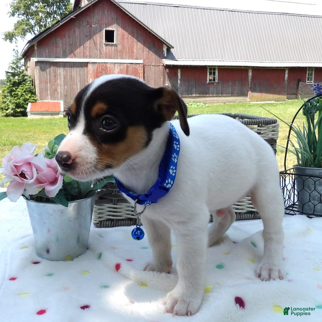 Jack Russell Terrier dogs for sale: Winston - Image 3