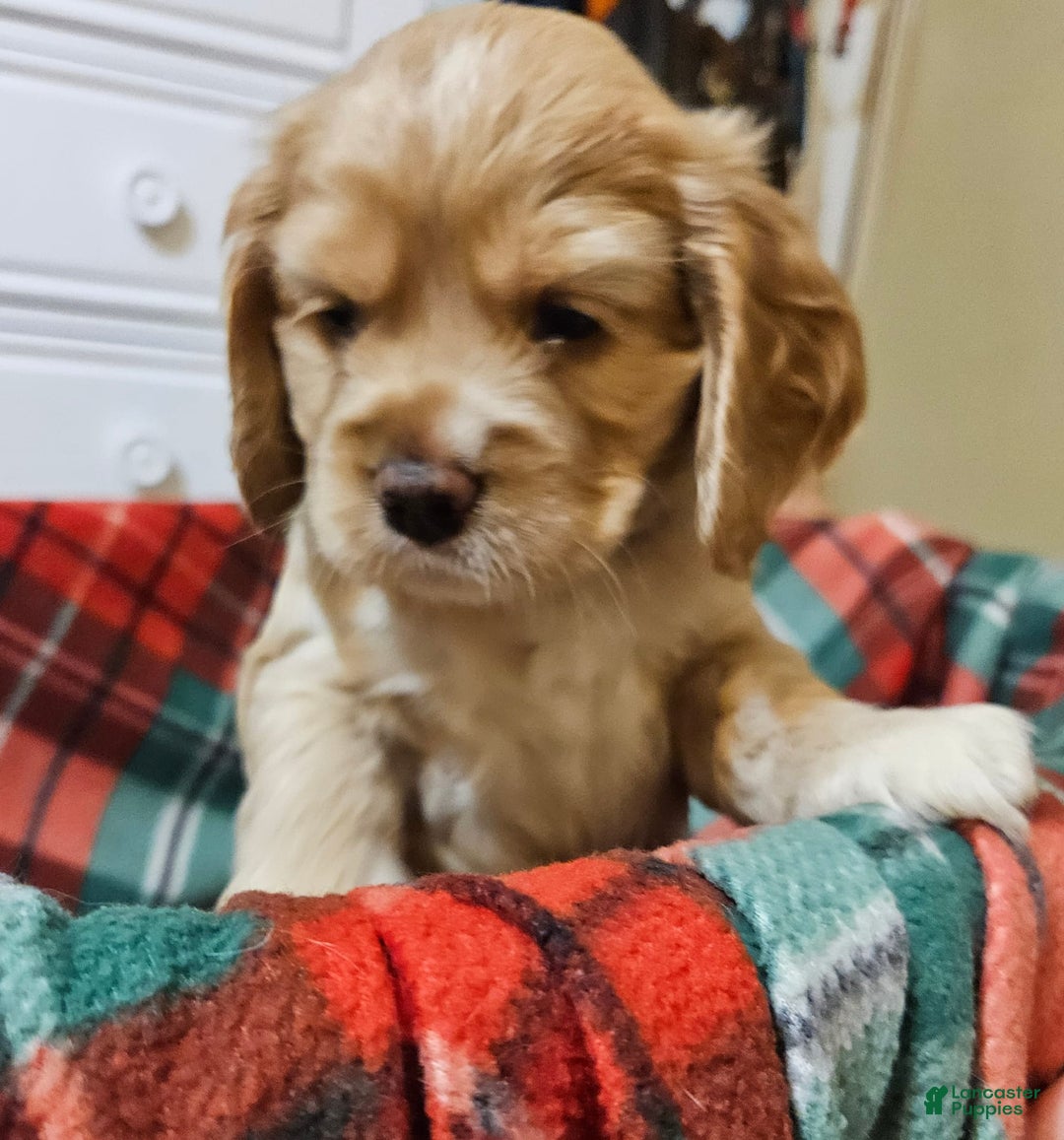 Cocker Spaniel dogs for sale: Paul - Orange - Image 2