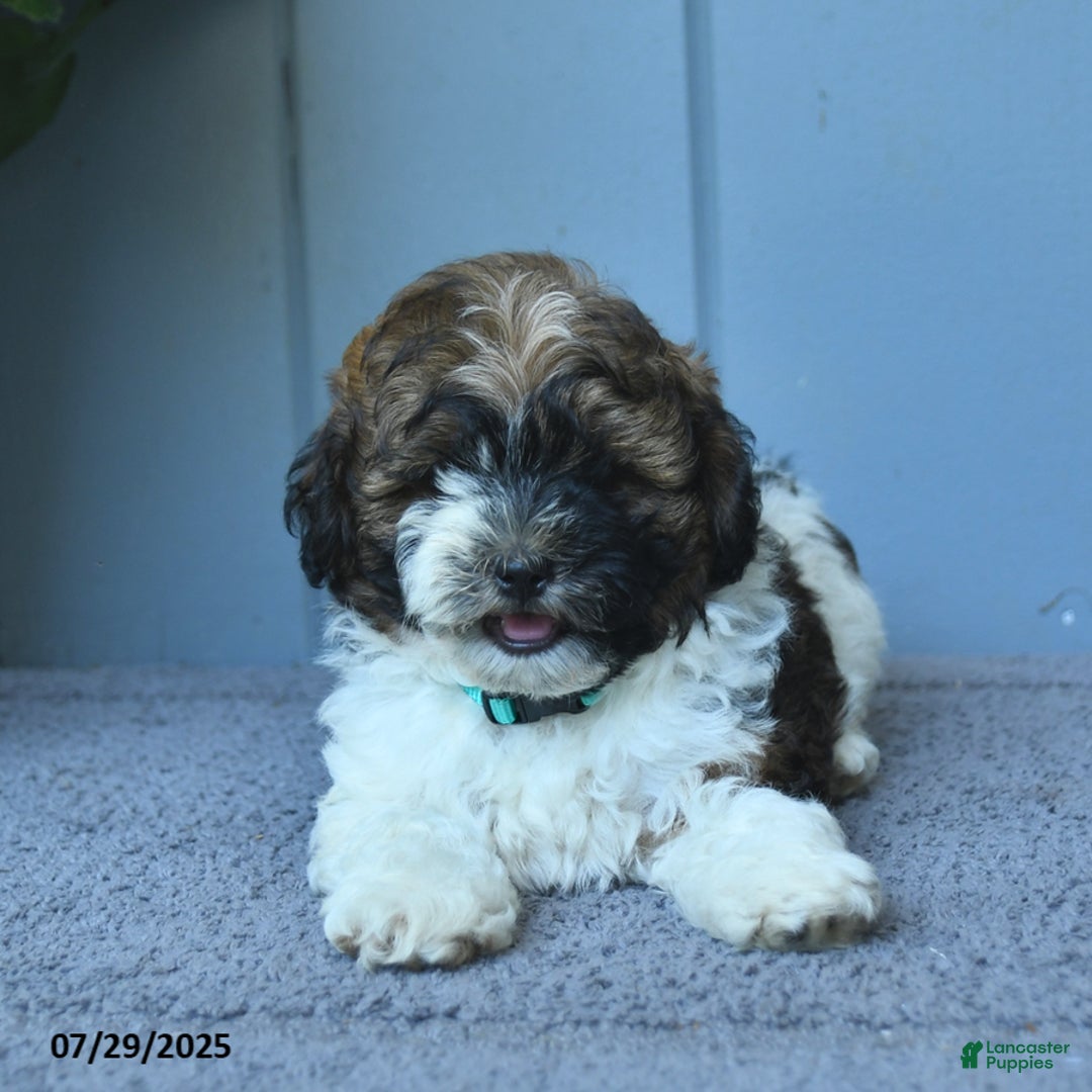 Shihpoo dogs for sale: Harper - Image 5