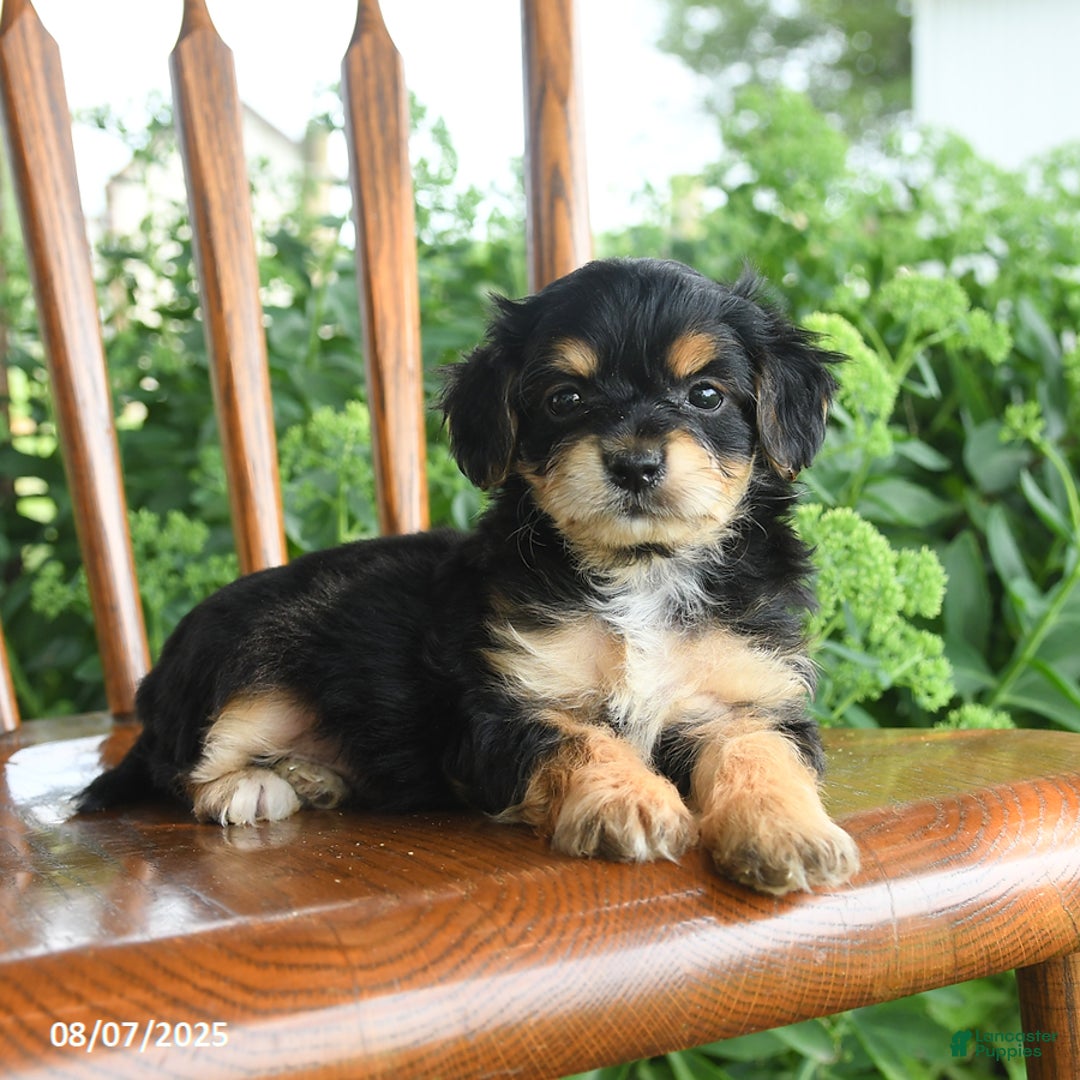 Teddy Bear dogs for sale: Zephyr - Image 3