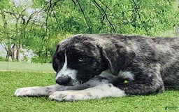 Anatolian Shepherd dogs for sale: AKC Dusty 2025 Male 5 - Image 16