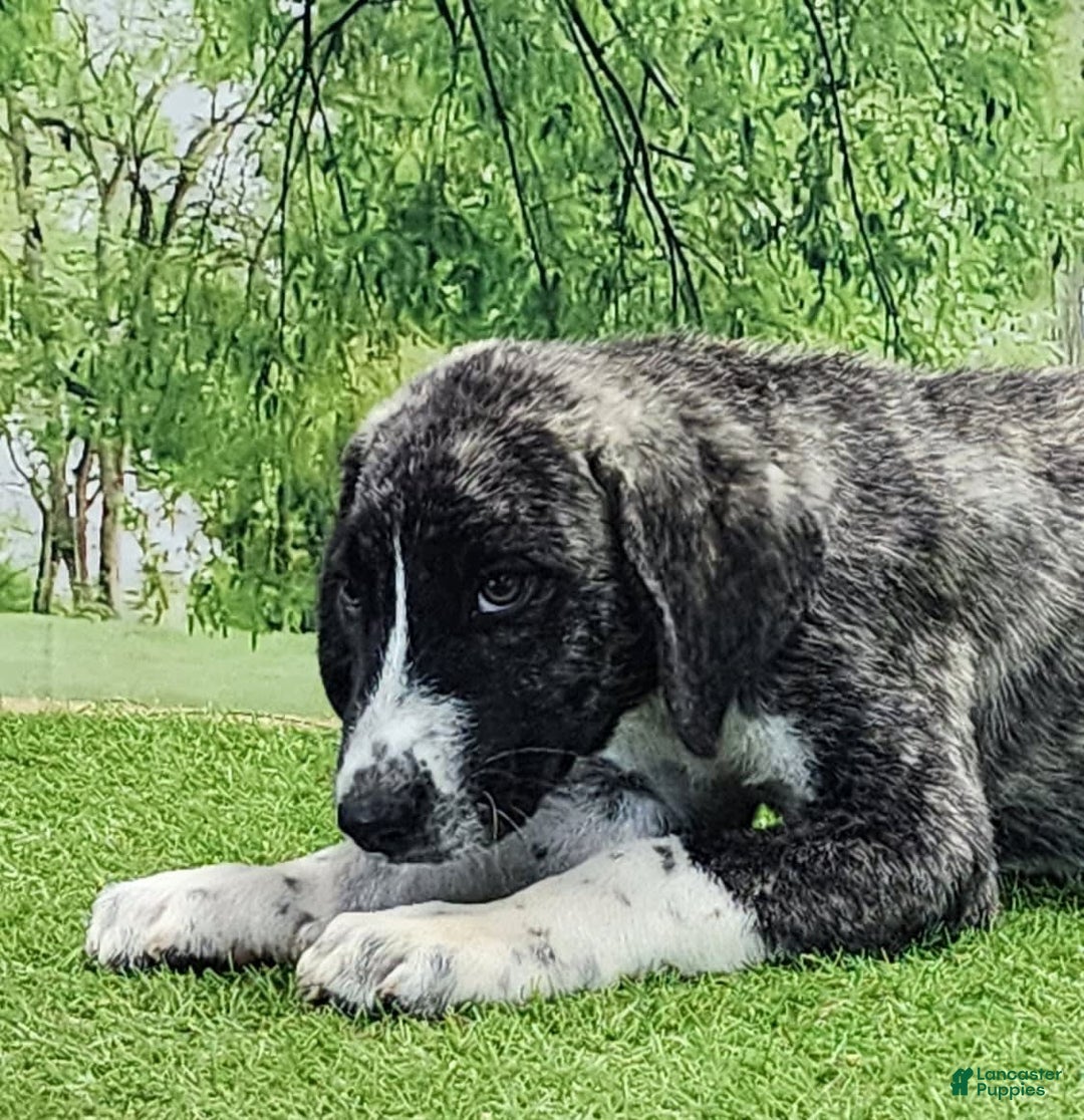 Anatolian Shepherd dogs for sale: AKC Dusty 2025 Male 5 - Image 16