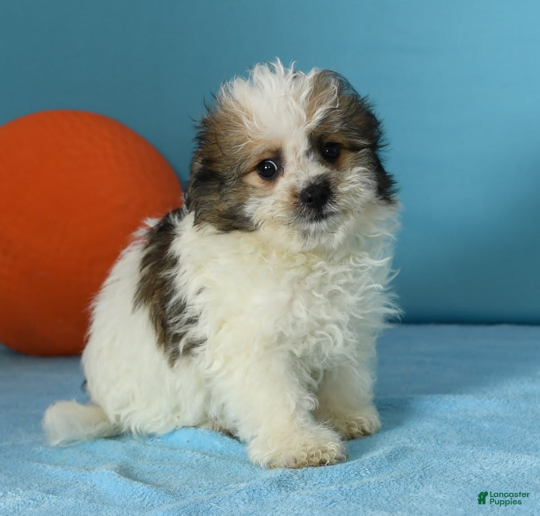 Bichon Frise dogs for sale: Malibu - Image 2