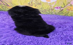 Bernese Mountain Dog dogs for sale: Hermione - Image 2
