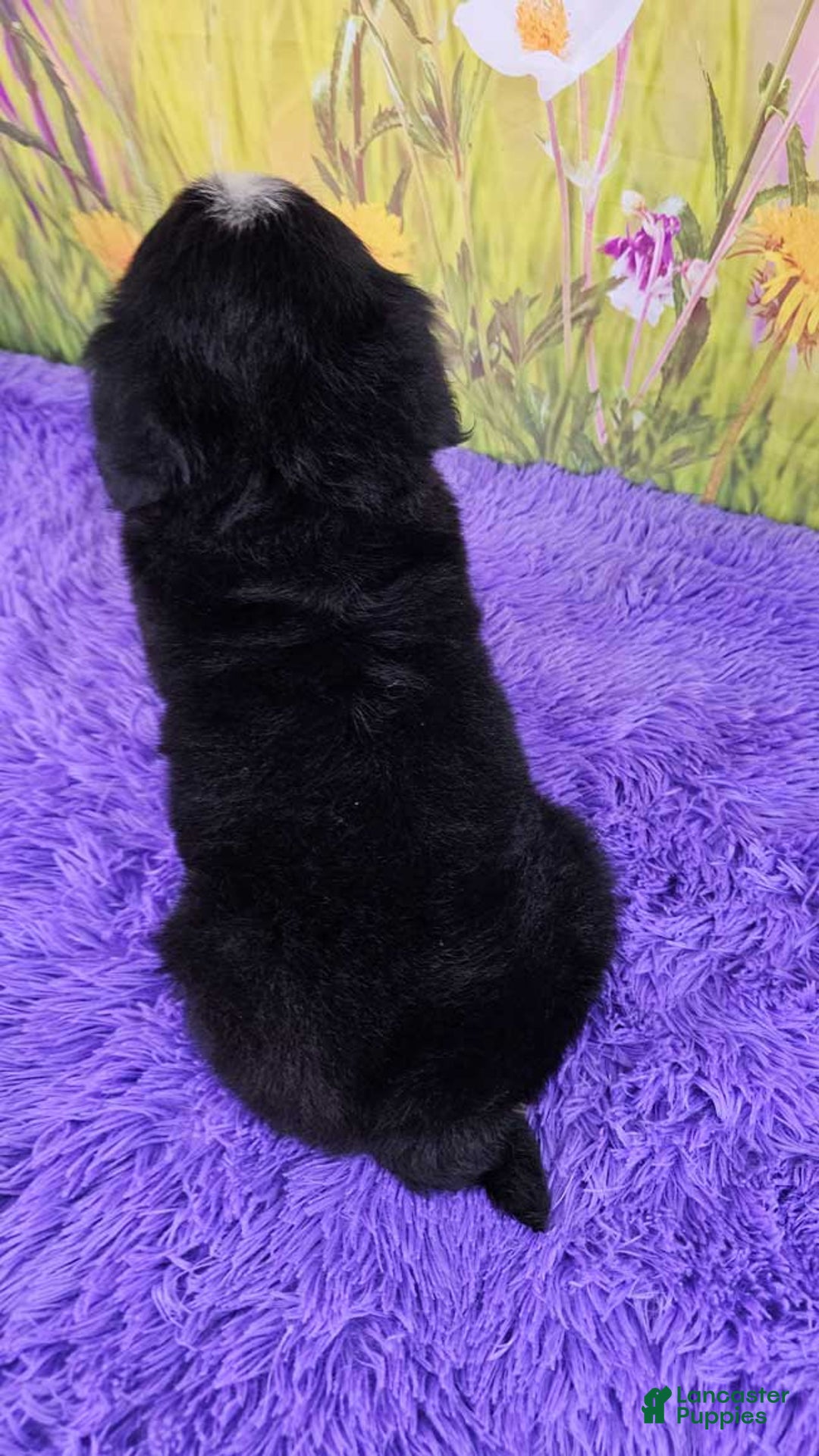 Bernese Mountain Dog dogs for sale: Hermione - Image 2