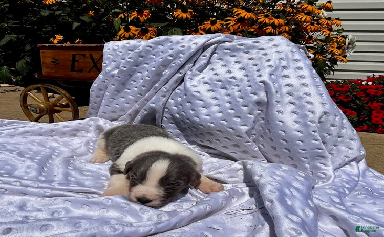 Newfoundland dogs for sale - Ad 5