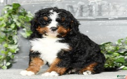 Mini Bernedoodle dogs for sale: Tatum - Image 7