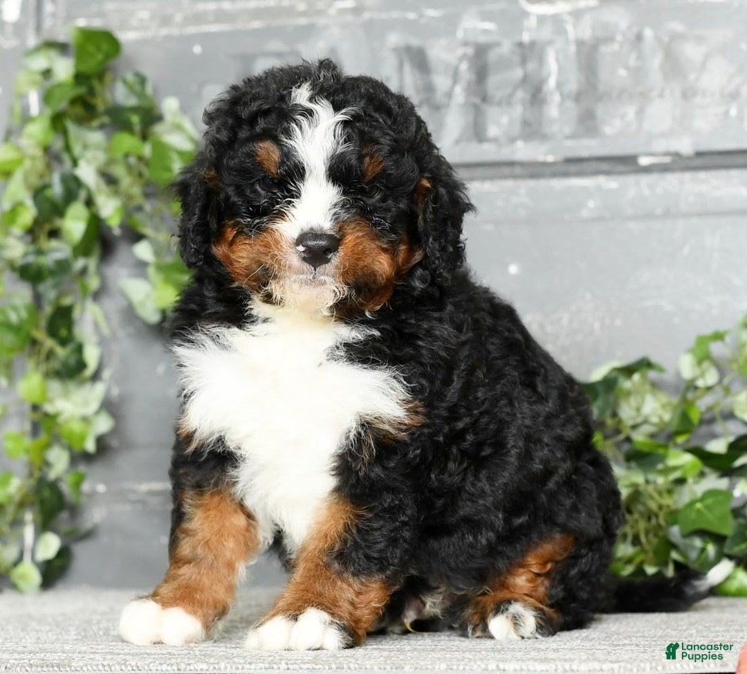 Mini Bernedoodle dogs for sale: Tatum - Image 7