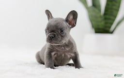 French Bulldog dogs for sale: Rhonda - Image 5