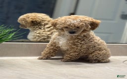 Toy Poodle dogs for sale: Jasper - Image 2