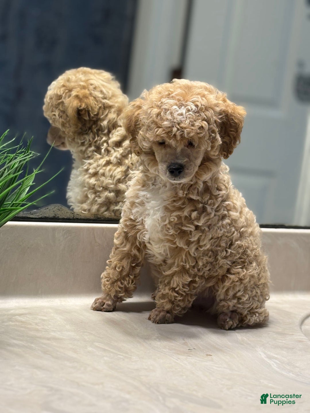 Toy Poodle dogs for sale: Jasper - Image 2
