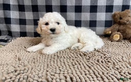 Bichon Frise dogs for sale: Blanche - Image 2