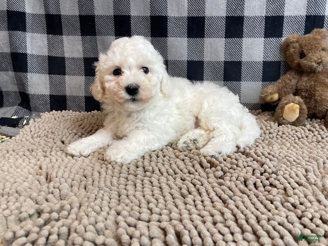 Bichon Frise dogs for sale: Blanche - Image 2