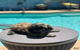Shih Tzu dogs for sale: Copper - Image 1