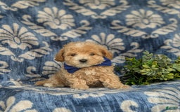 Maltipoo dogs for sale: Vaughn - Image 8