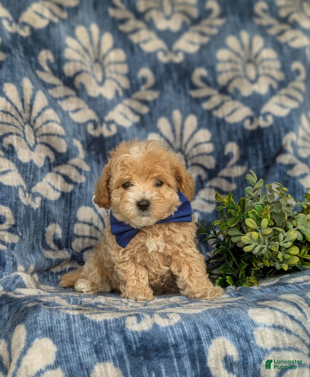 Maltipoo dogs for sale: Vaughn - Image 8