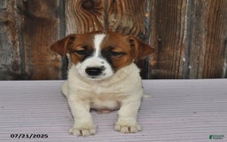 Jack Russell Terrier dogs for sale: Rio - Image 1
