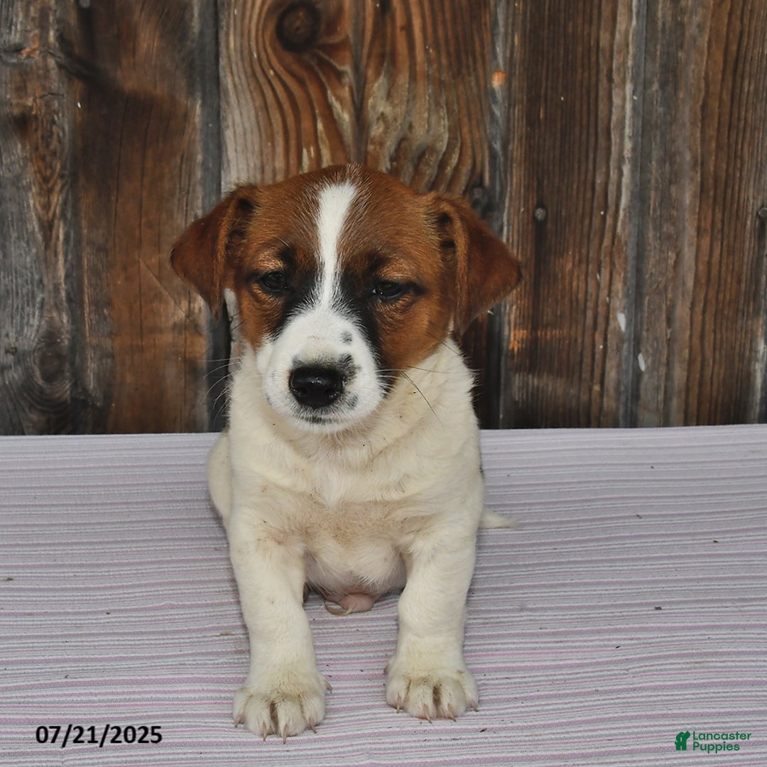 Jack Russell Terrier dogs for sale: Rio - Image 1