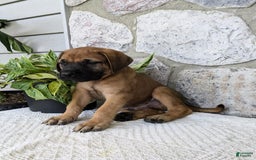 English Mastiff dogs for sale: Buck - Image 10