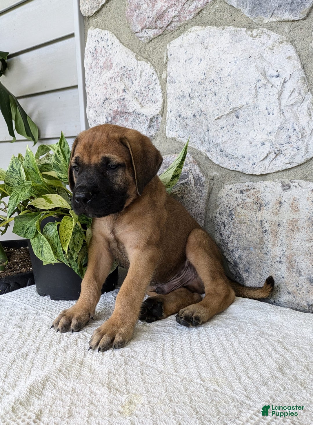 English Mastiff dogs for sale: Buck - Image 10
