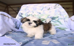Shih Tzu dogs for sale: King - Image 5