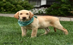 Labrador Retriever dogs for sale: Willow - Image 5