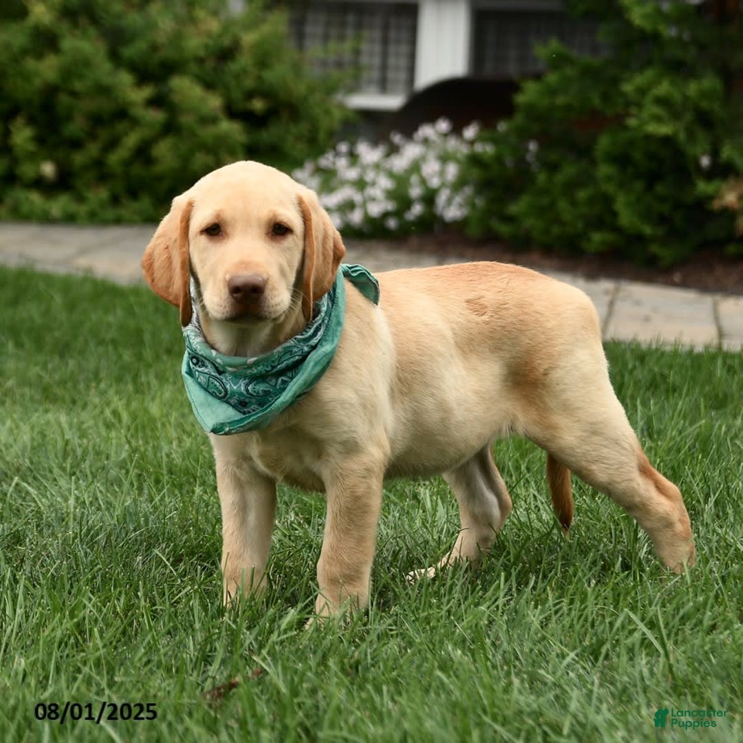Labrador Retriever dogs for sale: Willow - Image 5