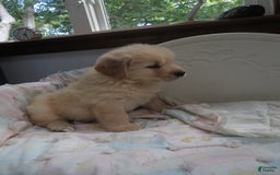 Golden Retriever dogs for sale: Hershey - Image 2