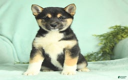 Shiba Inu dogs for sale: Uracutie - Image 6