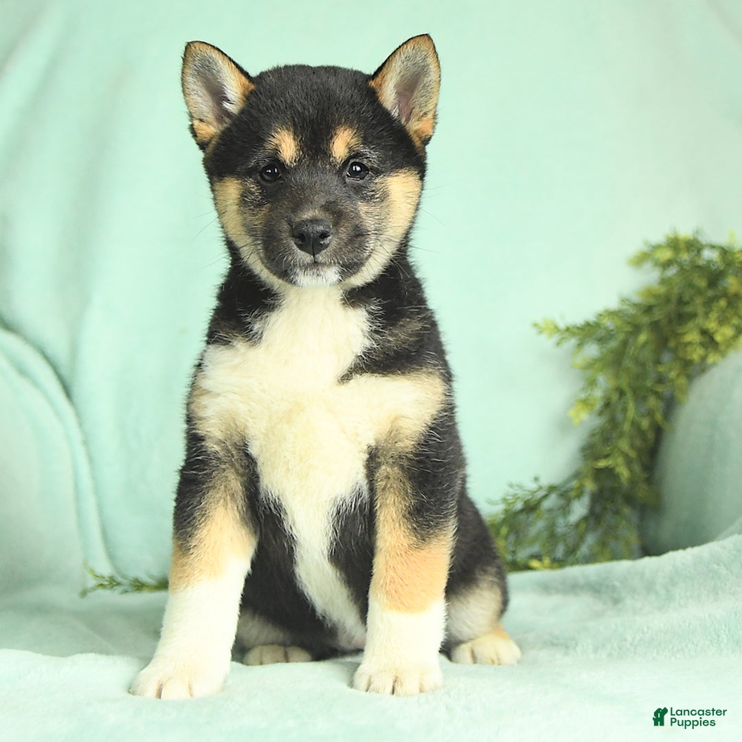 Shiba Inu dogs for sale: Uracutie - Image 6