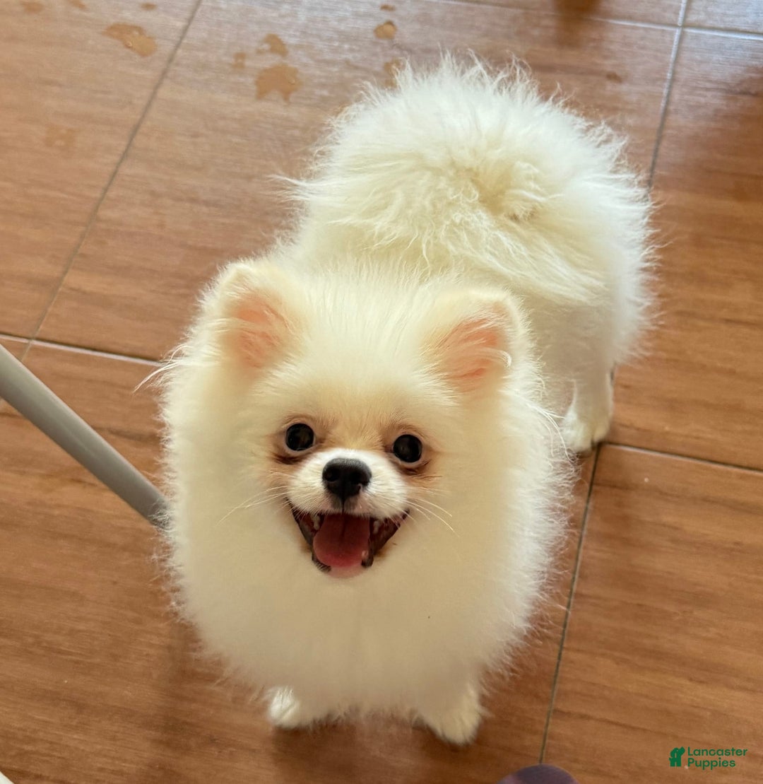 Pomeranian dogs for sale: Mishka - Image 7