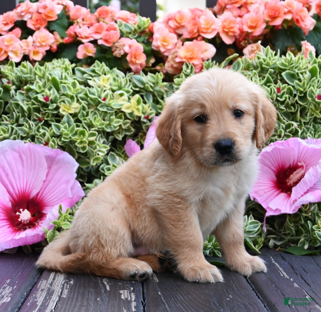 Golden Retriever dogs for sale: Warrior - Image 1
