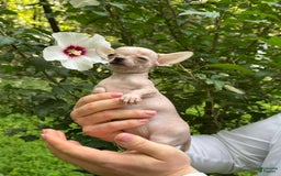 Chihuahua dogs for sale: Carinia - Image 9