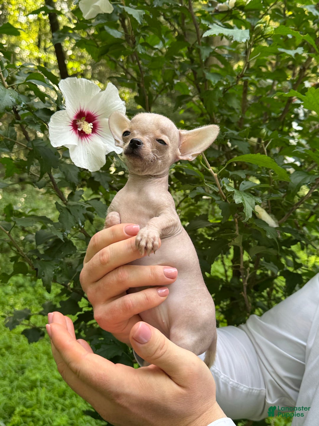 Chihuahua dogs for sale: Carinia - Image 9