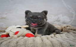 French Bulldog dogs for sale: Roscoe - Image 2
