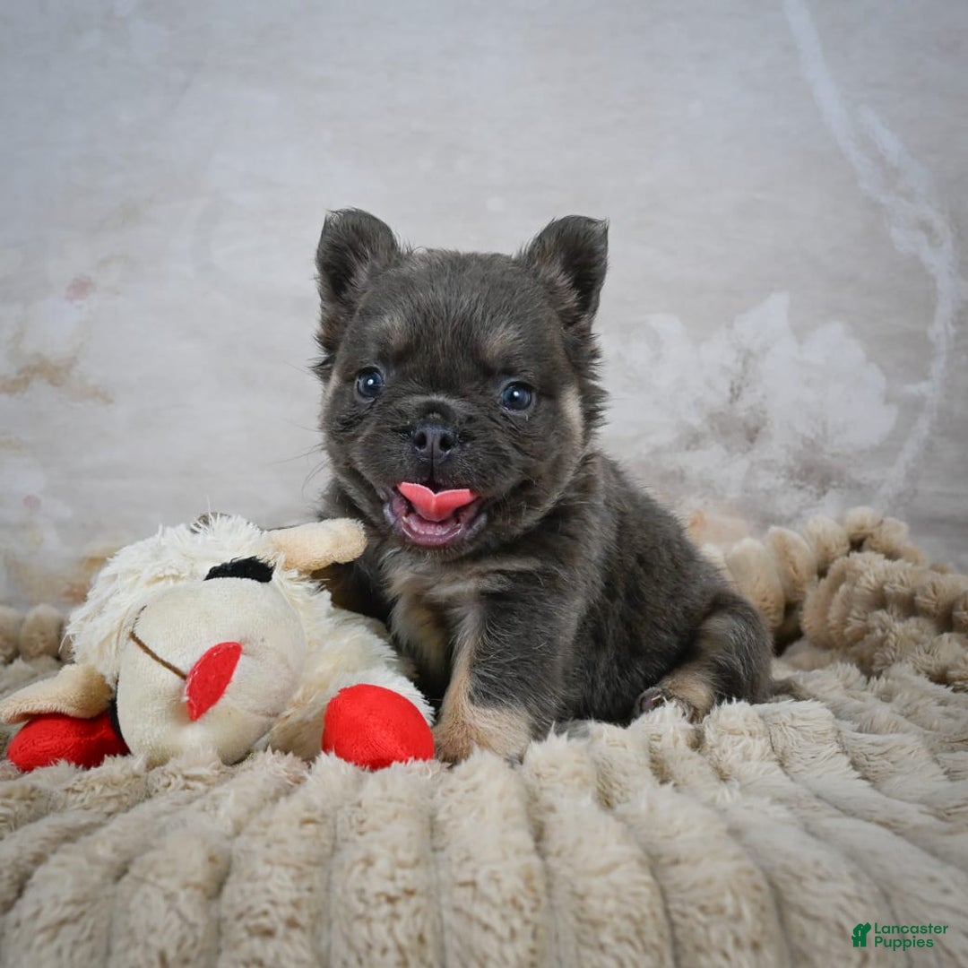 French Bulldog dogs for sale: Roscoe - Image 2