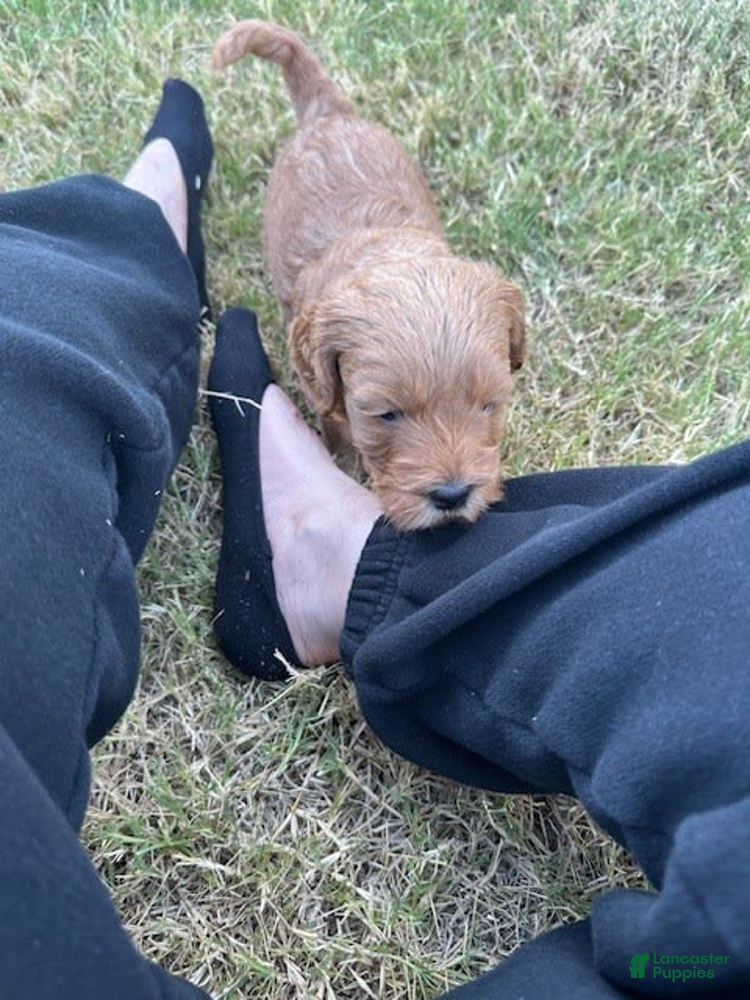Mini Goldendoodle dogs for sale: Males Litter 2 - Image 32