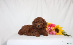 Mini Goldendoodle dogs for sale: Hayden - Image 4