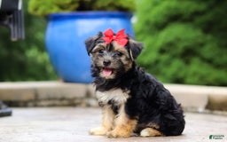Morkie dogs for sale: Janis - Image 6