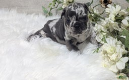 French Bulldog dogs for sale: Kyrie - Image 4