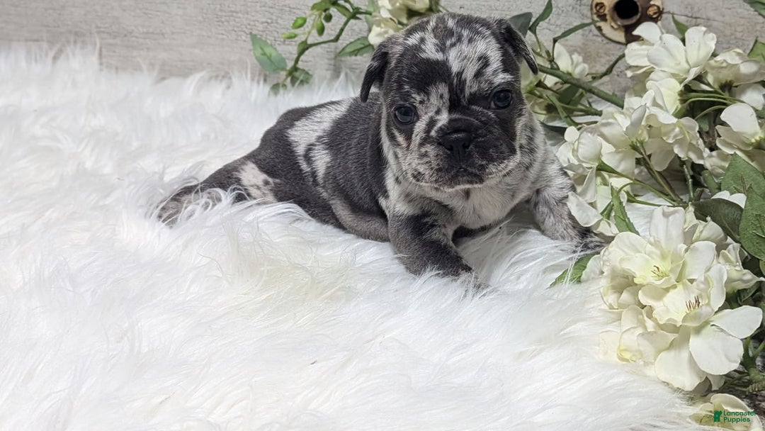 French Bulldog dogs for sale: Kyrie - Image 4
