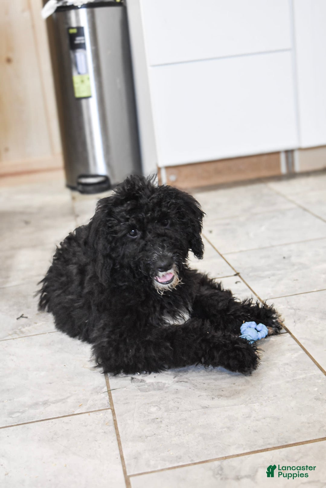 Goldendoodle dogs for sale: Paisley - Image 4