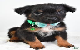 French Bulldog dogs for sale: Clyde - Image 7
