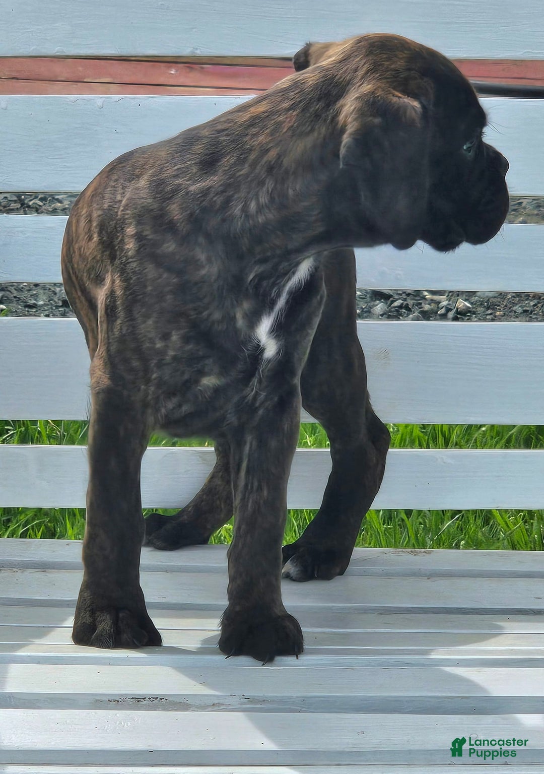 Boxer dogs for sale: Brady European Boxer health tested - Listing for pets: Beautiful European Health Tested Parents, Brady European Boxer health tested, Cream De Coco, Lilly European - Image 5