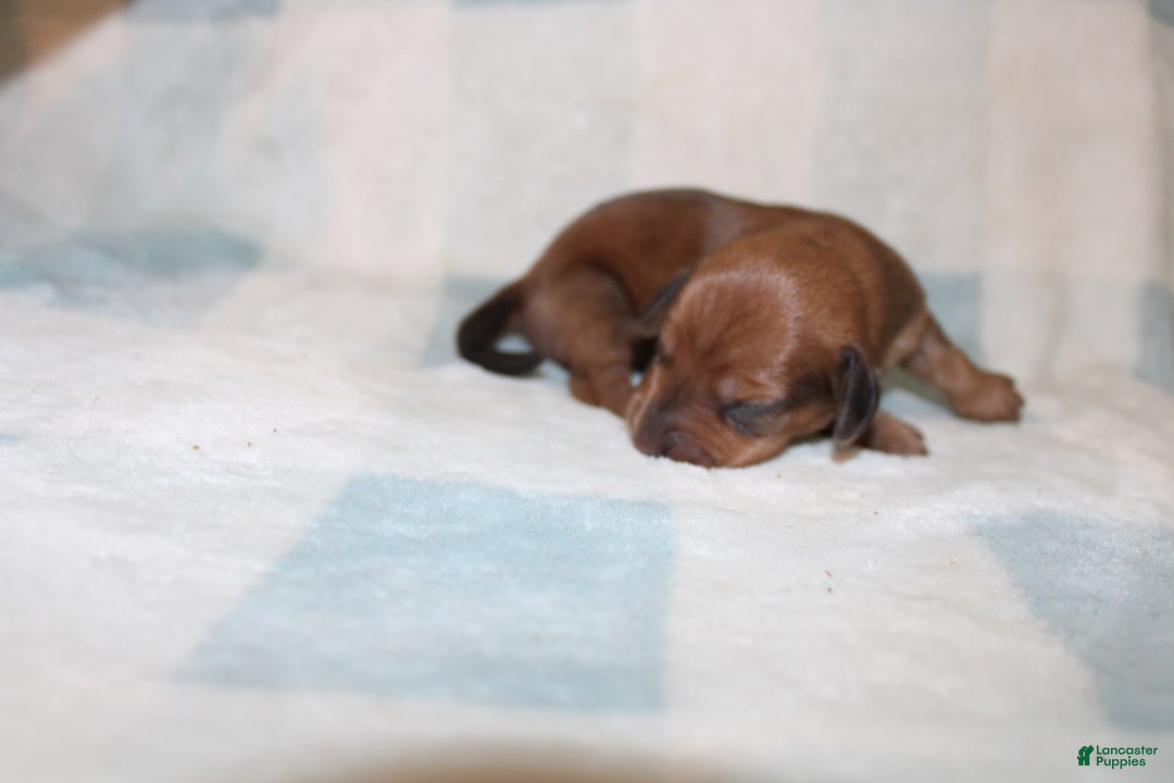 Miniature Dachshund dogs for sale: Miah Mini - Image 7