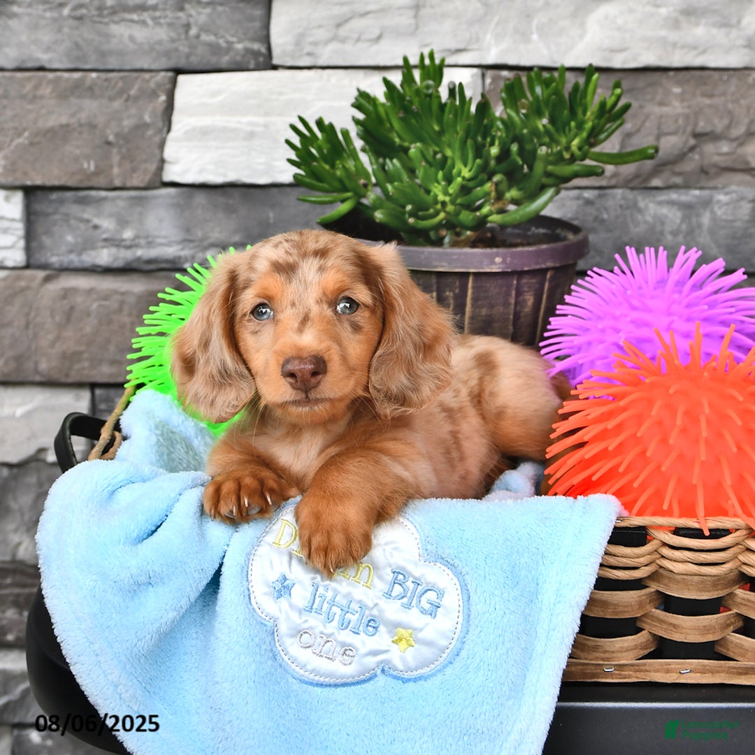 Miniature Dachshund dogs for sale: Blondie Boy - Image 1