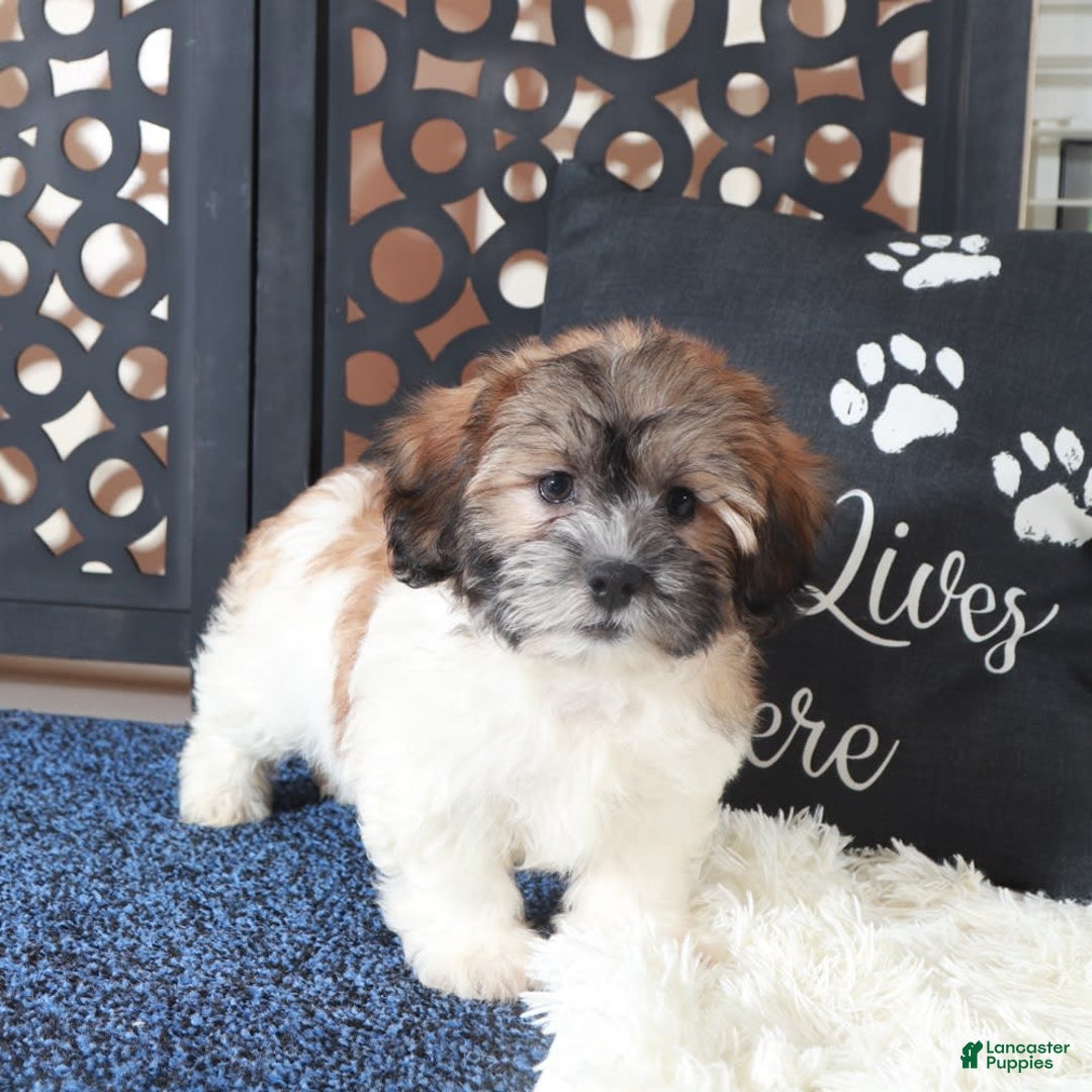 Teddy Bear dogs for sale: Teddy Bear 2 puppies - Image 5