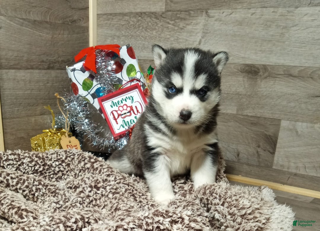 Siberian Husky dogs for sale: Lucy - Image 3